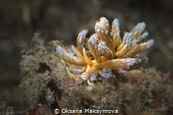Nudibranch Phyllodesmium lizardensis
 by Oksana Maksymova 